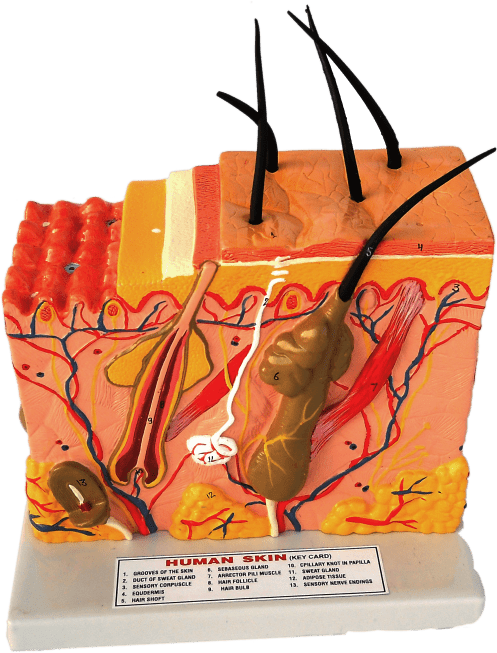 Model Human Skin