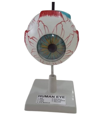 Model Human Eyeball