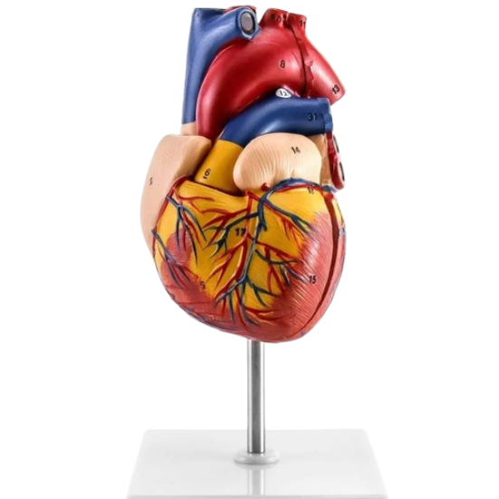 Model Human  Heart Big size 1:1