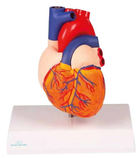 Model Human  Heart Big size 1:2