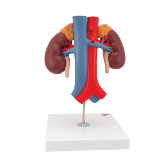 Model Human Kidney