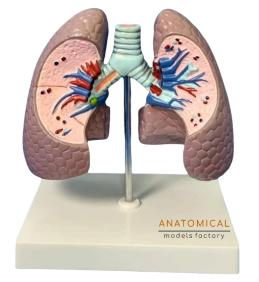 Model Human  Lung