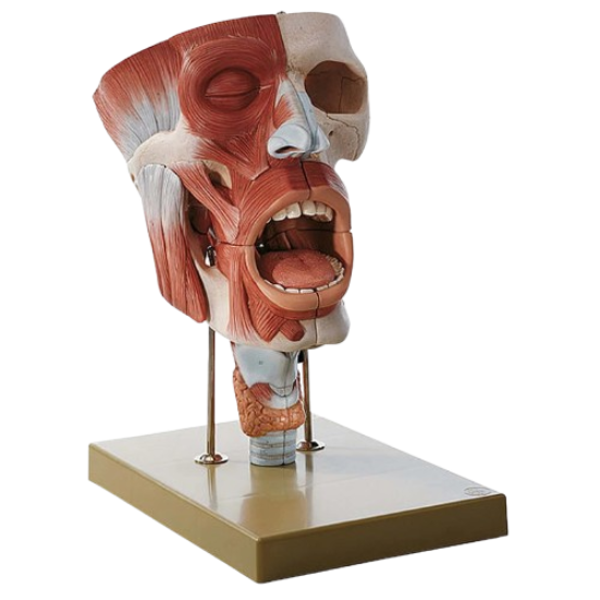 Model Human  Nasal Oral Throat Dissect