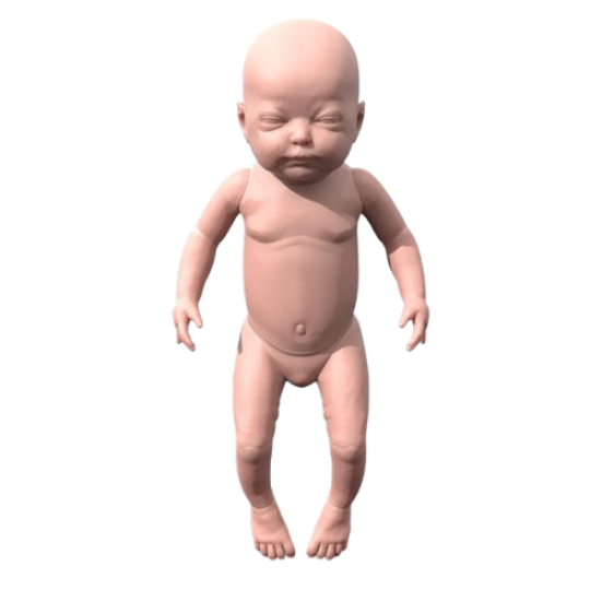 Model Human baby