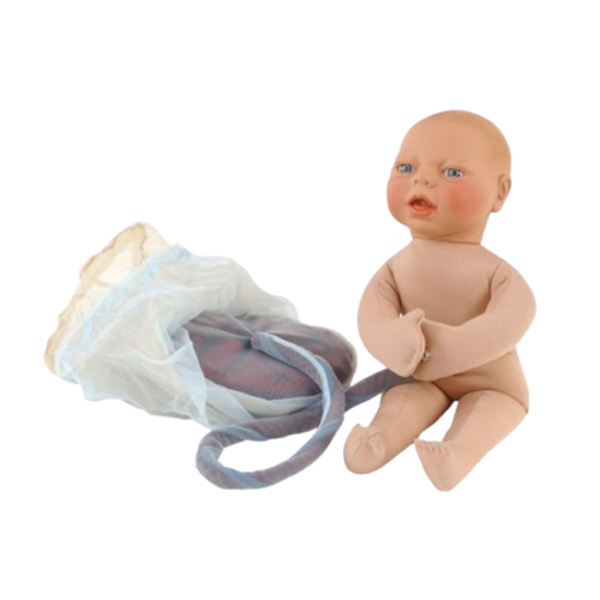 Model Human Baby Placenta