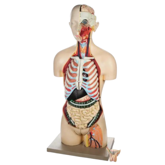 Model Human Bisexual Torso (Bag)