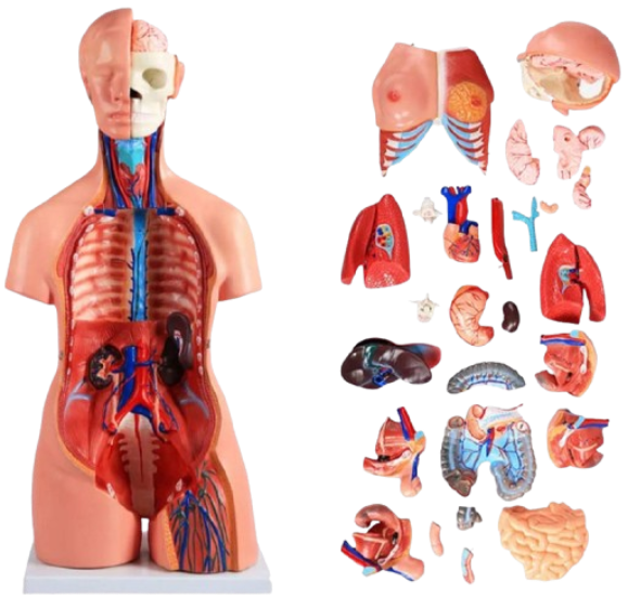 Model Human Bisexual Torso (SET)
