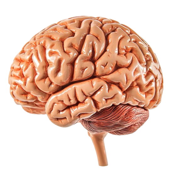 Model Human Brain
