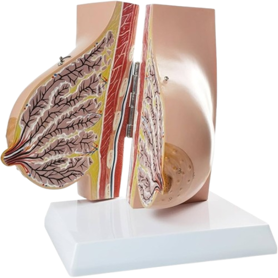 Model Human Breast single