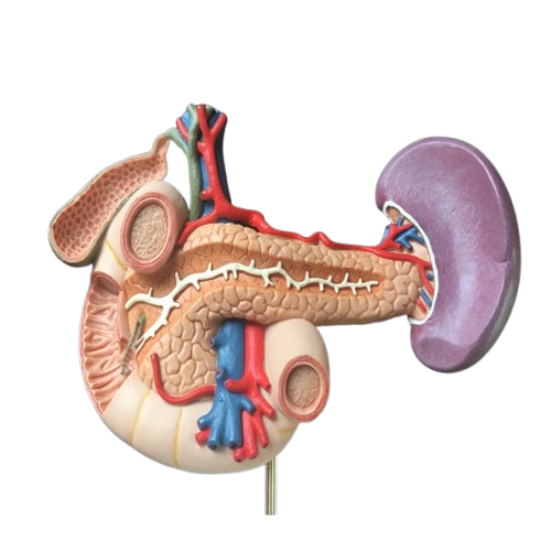 Model Human Hepatopancreatic Doudenum