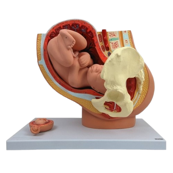 Model Human Child Birth baby (1 baby)