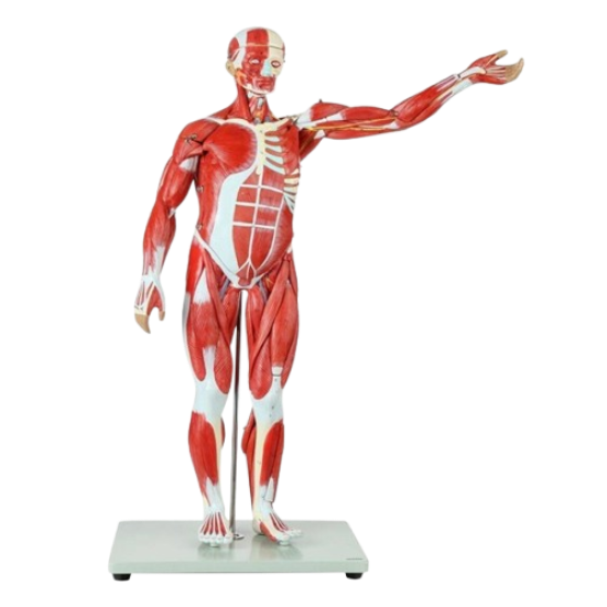Model Human Muscle 85cm thumb