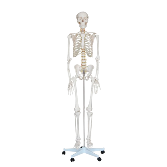 Model Human Skeleton 180cm