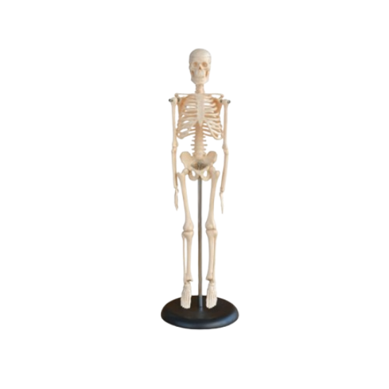 Model Human Skeleton 45cm