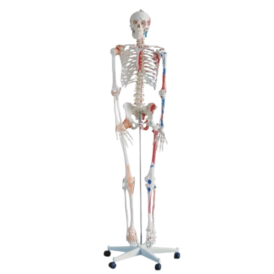 Model Human Skeleton 85cm
