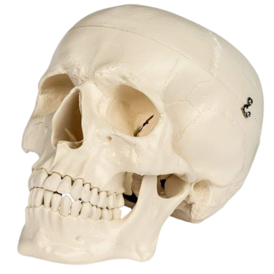 Model Human Skull