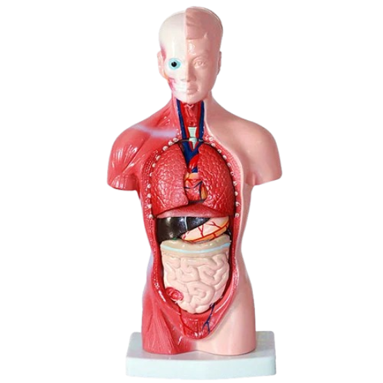Model Human Torso 28cm