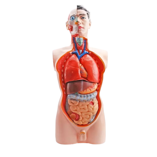 Model Human Torso 85cm